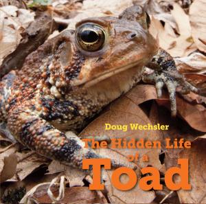 Cover of the book The Hidden Life of a Toad by J. H. Shapiro