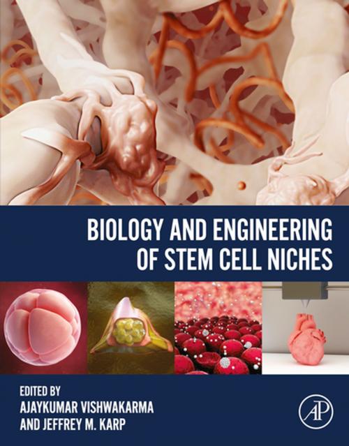 Cover of the book Biology and Engineering of Stem Cell Niches by , Elsevier Science