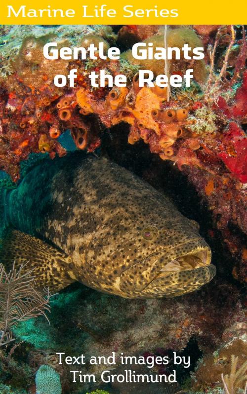 Cover of the book Goliath Grouper... Gentle Giants of the Reef by Tim Grollimund, Tim Grollimund