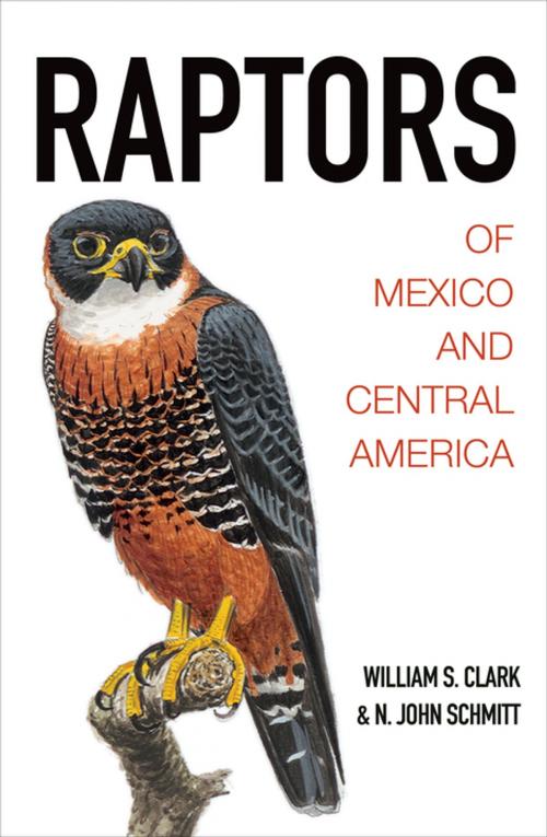 Cover of the book Raptors of Mexico and Central America by William S. Clark, N. John Schmitt, Princeton University Press