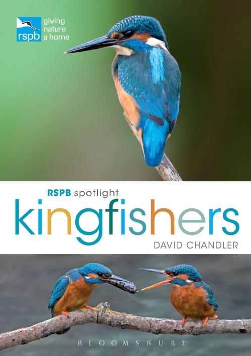Cover of the book RSPB Spotlight Kingfishers by David Chandler, Bloomsbury Publishing