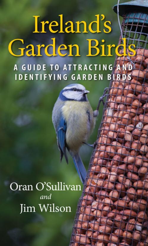 Cover of the book Ireland's Garden Birds by Oran O'Sullivan, Jim Wilson, Gill Books