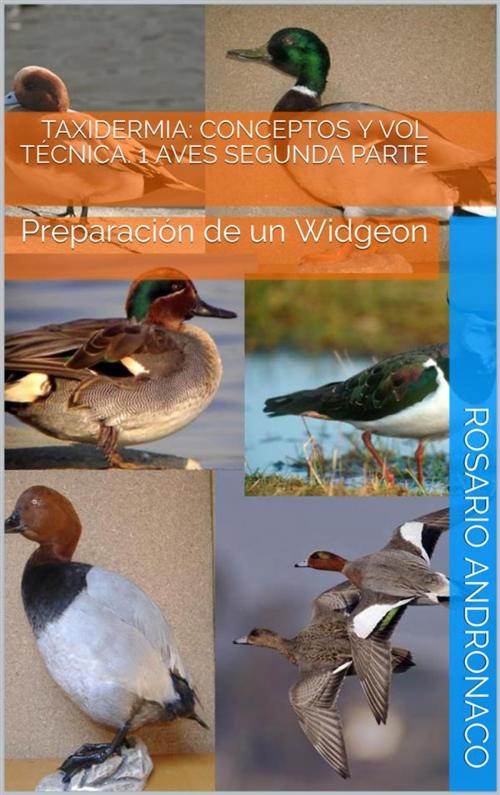 Cover of the book TAXIDERMIA: CONCEPTOS Y VOL TÉCNICA. 1 AVES SEGUNDA PARTE - Preparación de un Widgeon by Rosario Andronaco, Rosario Andronaco