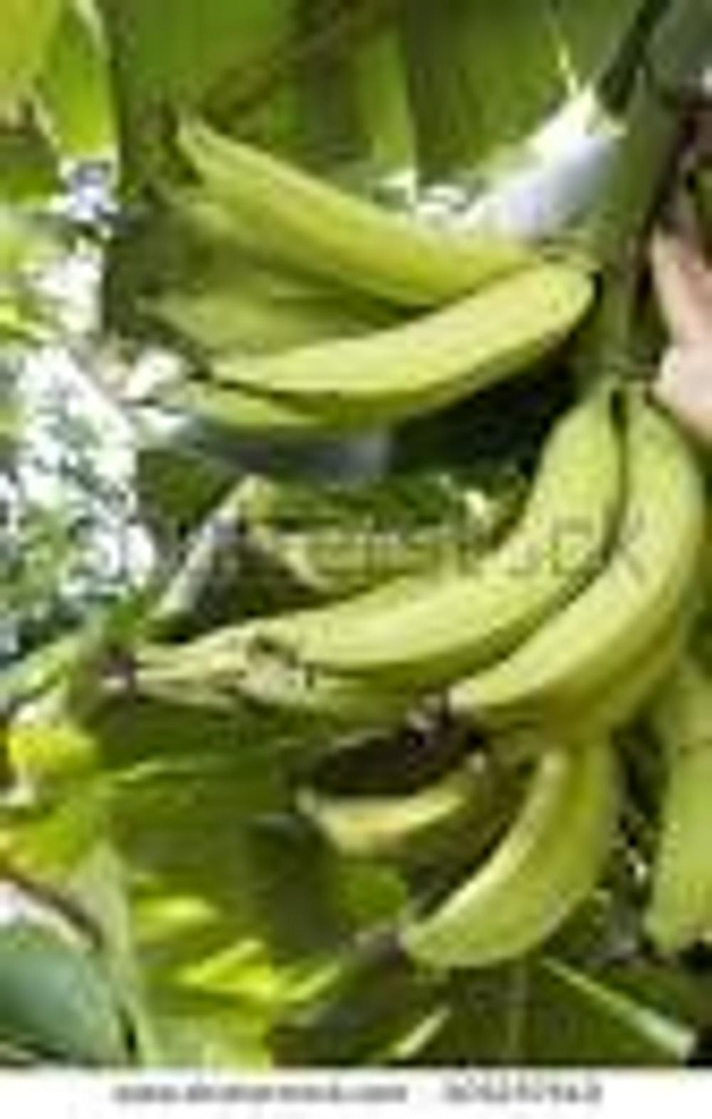 Big bigCover of PLANTAIN/BANANA CULTIVATION (A CASE STUDY IN WEST AFRICA)