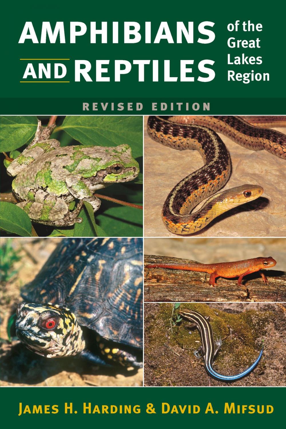 Big bigCover of Amphibians and Reptiles of the Great Lakes Region, Revised Ed.