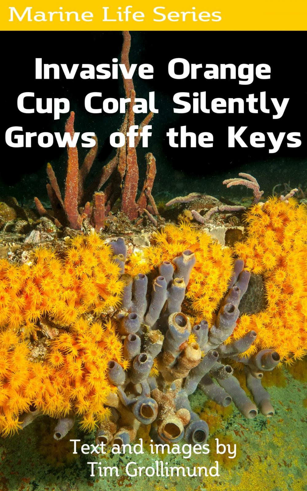 Big bigCover of Invasive Orange Cup Coral Silently Grows off the Keys