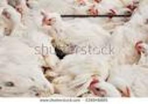 Cover of the book How to Formulate 1ton (1,000 kg) of Chicks Mash for your Birds by Benadine Nduagu