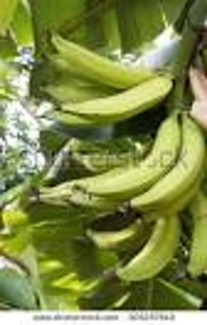 bigCover of the book PLANTAIN/BANANA CULTIVATION (A CASE STUDY IN WEST AFRICA) by 