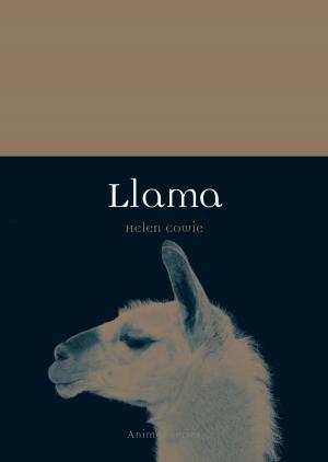 Cover of the book Llama by Lesley Jacobs Solmonson