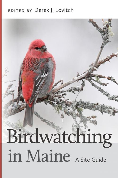 Cover of the book Birdwatching in Maine by , University Press of New England