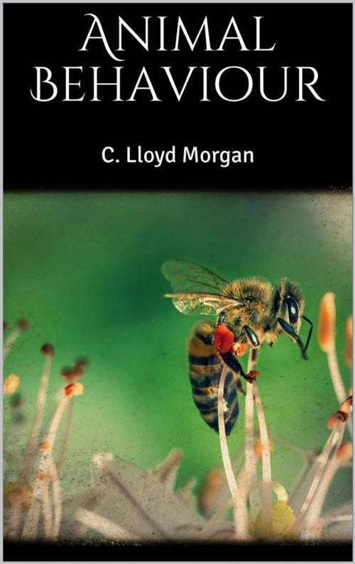 Cover of the book Animal Behaviour by C. Lloyd Morgan, Youcanprint