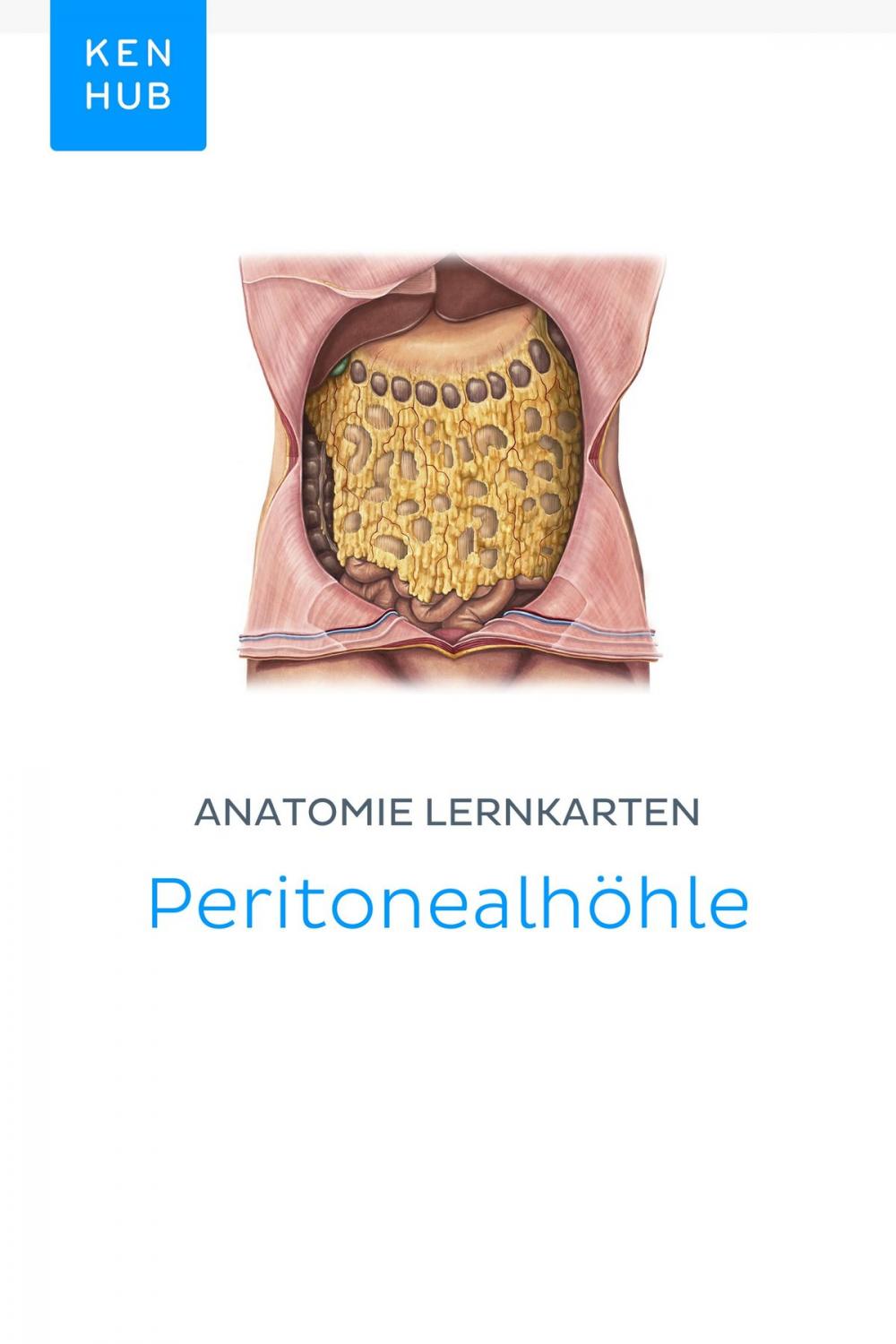 Big bigCover of Anatomie Lernkarten: Peritonealhöhle