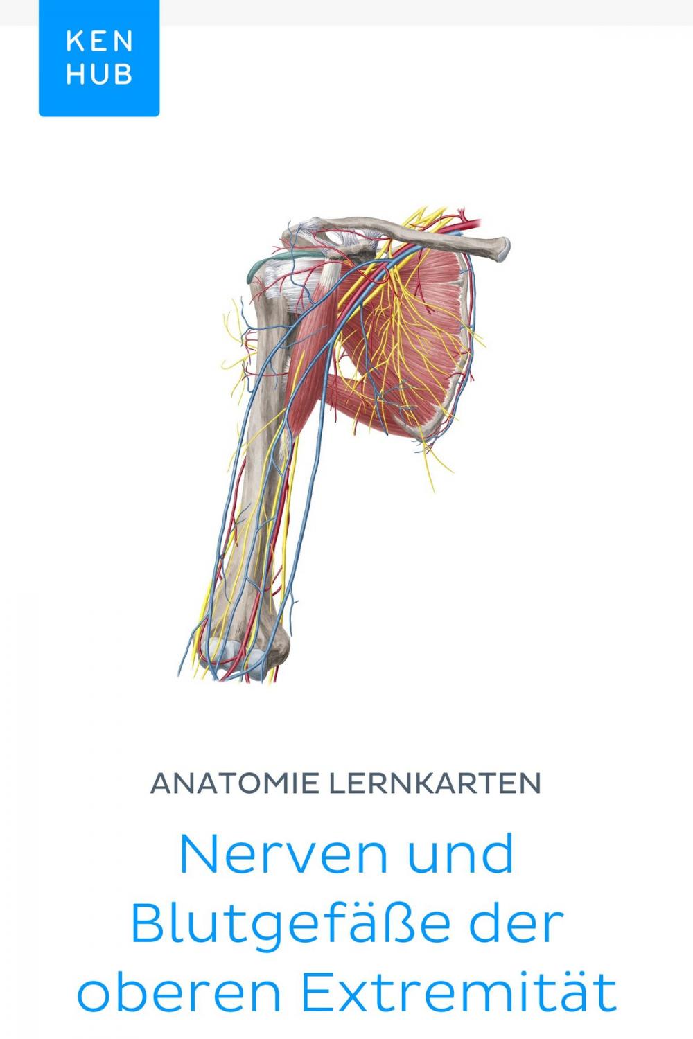 Big bigCover of Anatomie Lernkarten: Nerven und Blutgefäße der oberen Extremität