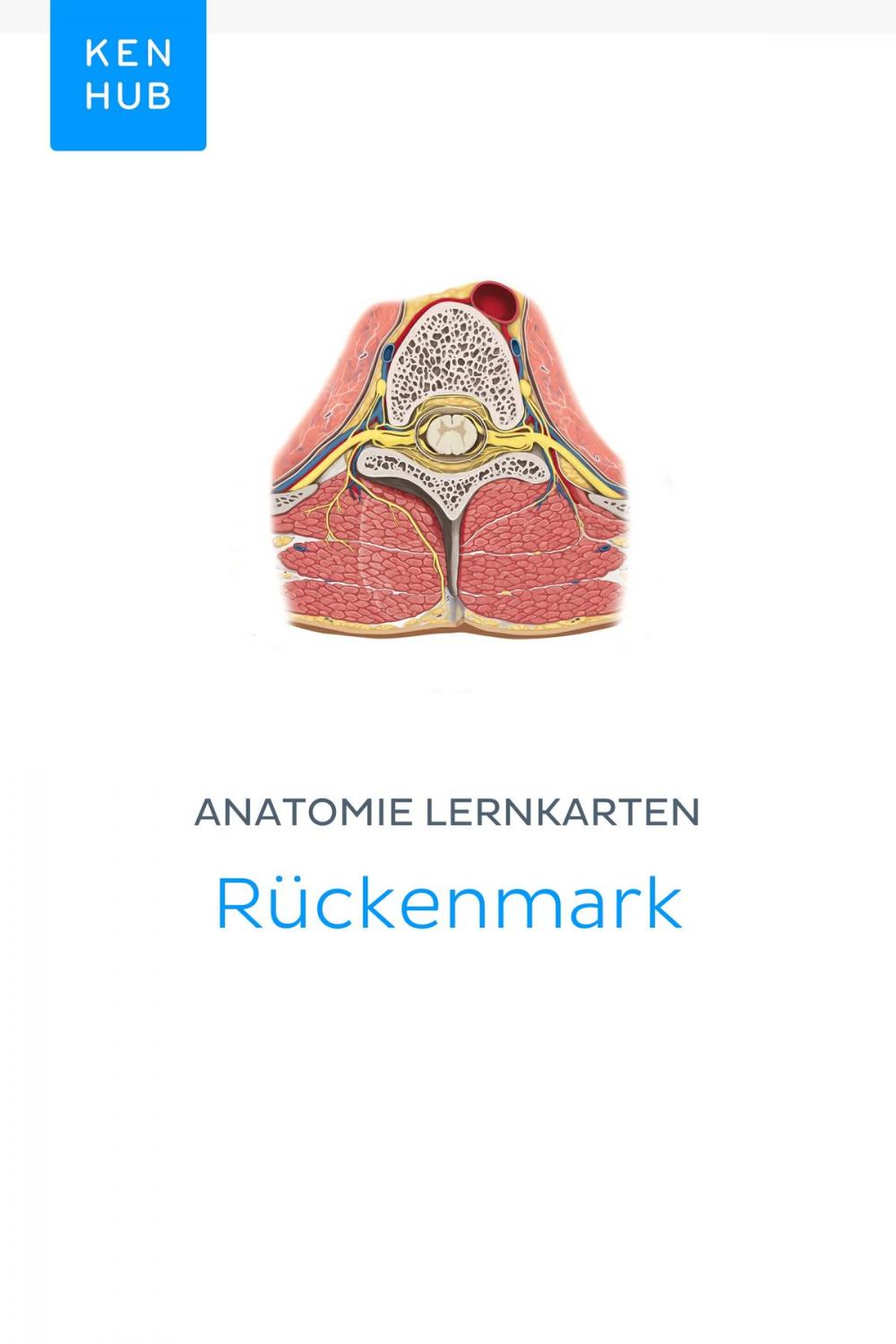 Big bigCover of Anatomie Lernkarten: Rückenmark