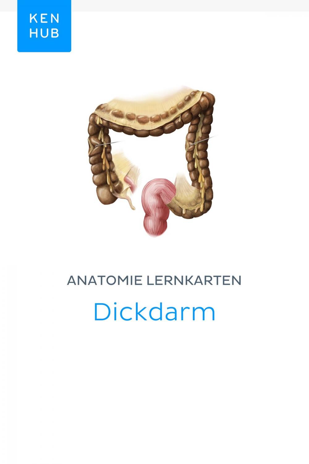 Big bigCover of Anatomie Lernkarten: Dickdarm