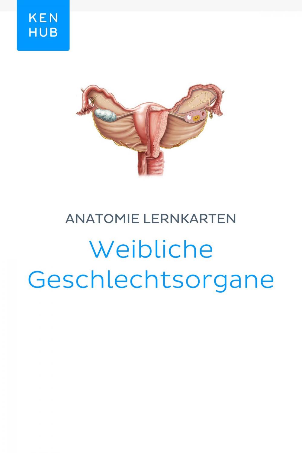Big bigCover of Anatomie Lernkarten: Weibliche Geschlechtsorgane