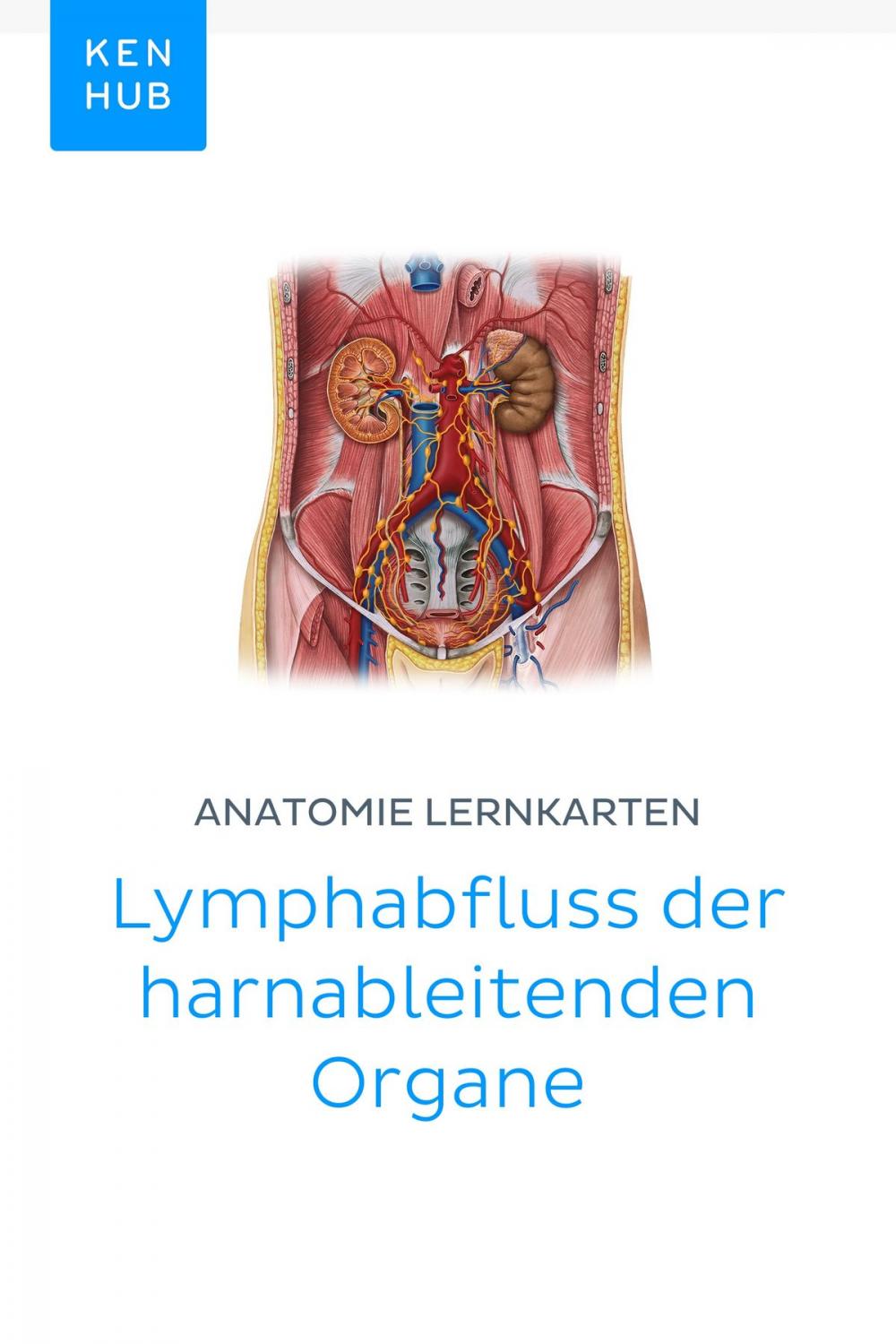 Big bigCover of Anatomie Lernkarten: Lymphabfluss der harnableitenden Organe