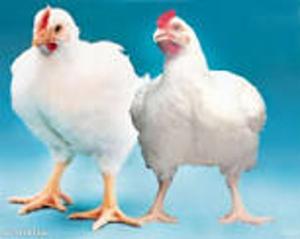 Cover of the book POULTRY FARMER’S GUIDE MANUAL by Benadine Nduagu