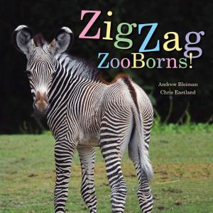 Cover of the book ZigZag ZooBorns! by M.T. Anderson