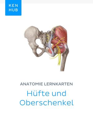 Book cover of Anatomie Lernkarten: Hüfte und Oberschenkel