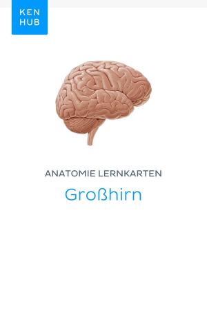 Book cover of Anatomie Lernkarten: Großhirn