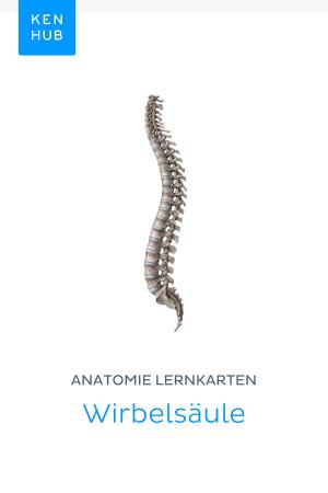 Book cover of Anatomie Lernkarten: Wirbelsäule