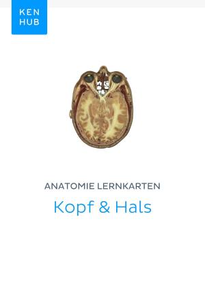 Book cover of Anatomie Lernkarten: Kopf & Hals