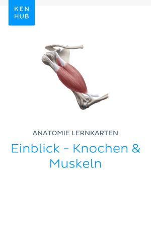 Book cover of Anatomie Lernkarten: Einblick - Knochen & Muskeln