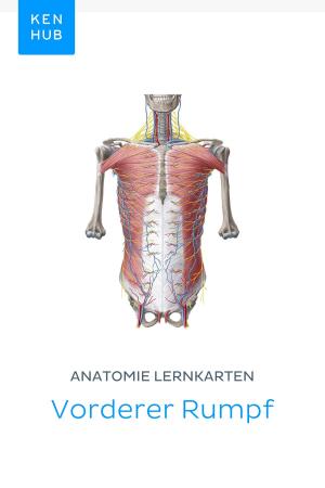 Book cover of Anatomie Lernkarten: Vorderer Rumpf