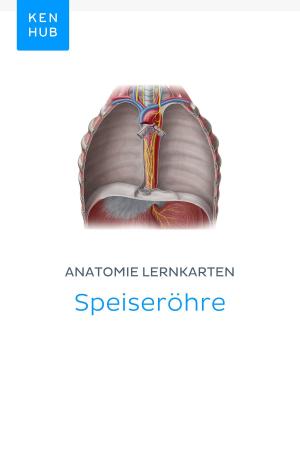 Book cover of Anatomie Lernkarten: Speiseröhre