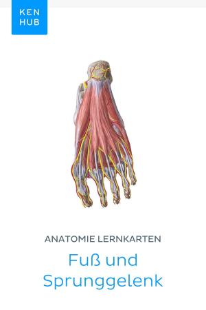 Cover of Anatomie Lernkarten: Fuß und Sprunggelenk