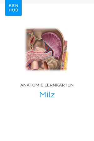 Book cover of Anatomie Lernkarten: Milz
