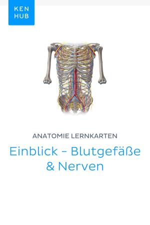 Book cover of Anatomie Lernkarten: Einblick - Blutgefäße & Nerven