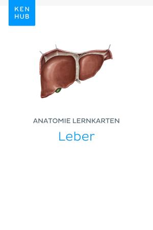Book cover of Anatomie Lernkarten: Leber
