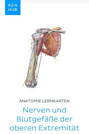 Book cover of Anatomie Lernkarten: Nerven und Blutgefäße der oberen Extremität