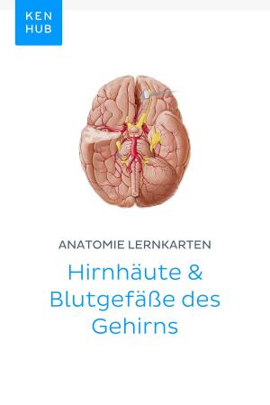 Book cover of Anatomie Lernkarten: Hirnhäute & Blutgefäße des Gehirns