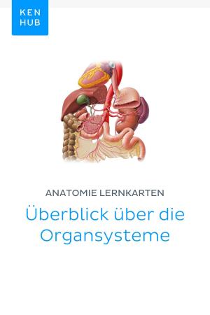 Book cover of Anatomie Lernkarten: Überblick über die Organsysteme
