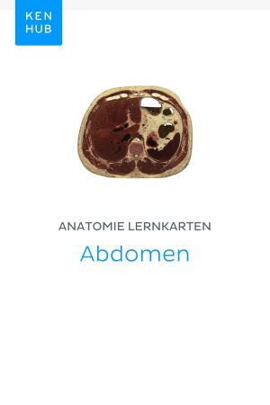 Book cover of Anatomie Lernkarten: Abdomen