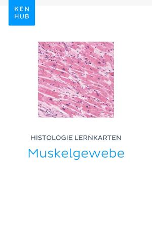 Book cover of Histologie Lernkarten: Muskelgewebe