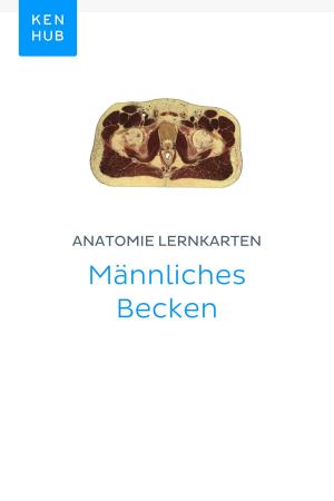 Book cover of Anatomie Lernkarten: Männliches Becken