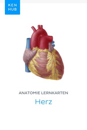Book cover of Anatomie Lernkarten: Herz
