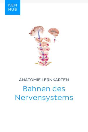 Book cover of Anatomie Lernkarten: Bahnen des Nervensystems