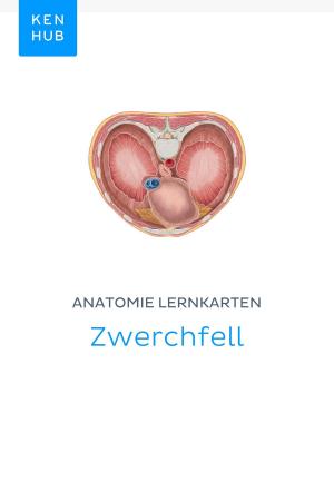 Book cover of Anatomie Lernkarten: Zwerchfell