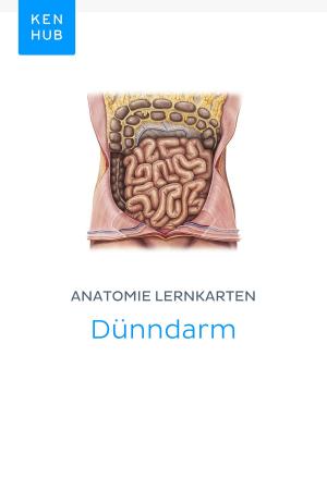 Book cover of Anatomie Lernkarten: Dünndarm