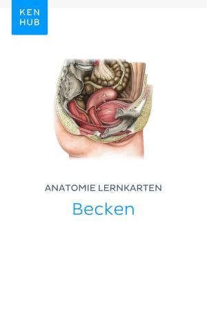Book cover of Anatomie Lernkarten: Becken