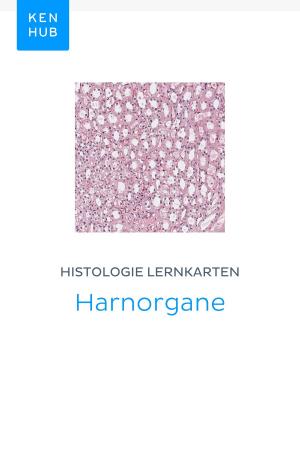 Cover of Histologie Lernkarten: Harnorgane