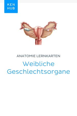 Cover of Anatomie Lernkarten: Weibliche Geschlechtsorgane