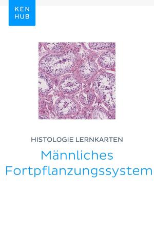 Book cover of Histologie Lernkarten: Männliches Fortpflanzungssystem