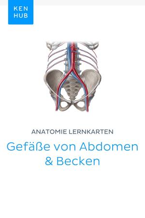 Book cover of Anatomie Lernkarten: Gefäße von Abdomen & Becken