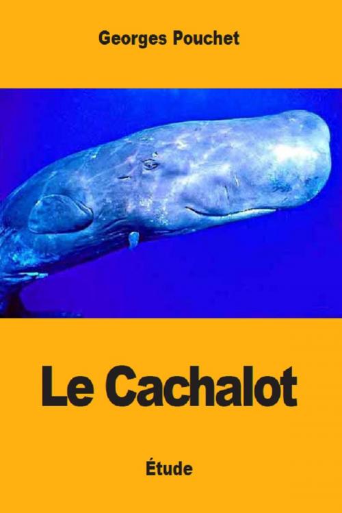 Cover of the book Le Cachalot by Georges Pouchet, Prodinnova